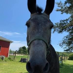 Meet your Posher, Shari